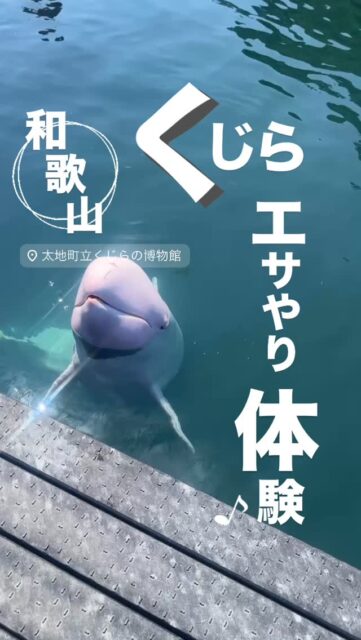 【 スタッフの休日 】

おはようございます ☀️

先日の連休に、
和歌山県の
【 太地町立くじらの博物館 】
に行ってきました ✨

クジラやイルカを見るだけではなく、
ふれあいやエサやり体験、なんと記念撮影までできました ! !

クジラもイルカもかわいくて
とても癒されました ☺️

#きよめびと #湯灌 #湯灌師 #納棺師 
#葬儀業界 #お葬式
#和歌山観光 #那智勝浦 #太地町 
#太地町立くじらの博物館 
#動物ふれあい