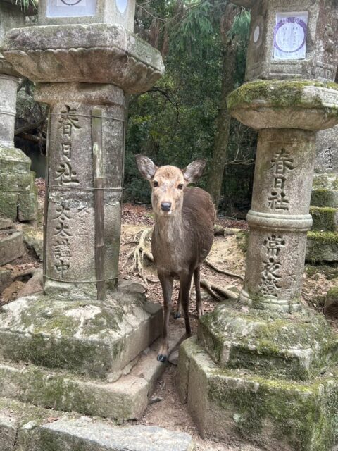 【 スタッフの休日 】

スタッフのMさんが、
東大寺のお水取りと
春日大社へお参りに行かれたそうです。

素敵な写真を送ってくれました🙏

奈良のことなら、
Mさんに聞けば間違いなしです🙂‍↕️

#奈良の鹿 #東大寺 #春日大社
#湯灌 #家族葬