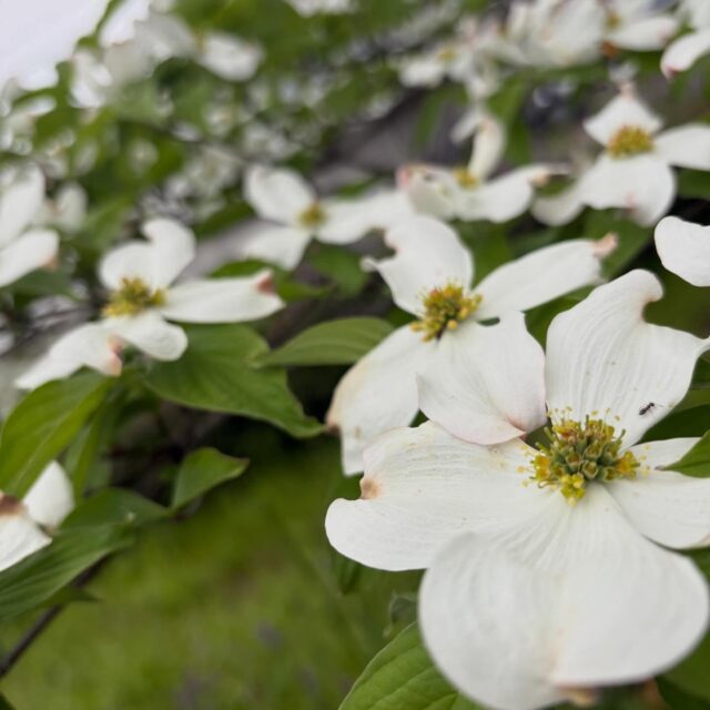 暖かくなってきて緑が生き生きとしております ! !

サクラの次はツツジやハナミズキが見頃を迎えておりますね🤭

まだ４月だと言うのにこの暑さ🥵
暑がりの私は夏を思うとすでに気が遠のきそうになります‥

水分補給と体調管理とをしっかり行いながら、
本日もひとつひとつのご縁と誠実に向き合って参ります。

#湯灌 #納棺師 #きよめびと
#葬儀の仕事 #訪問入浴