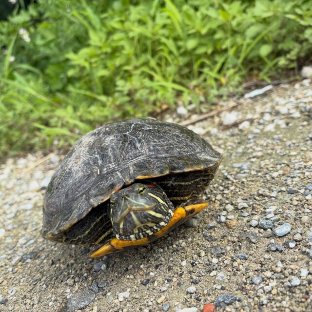 亀、再び🐢
今回はアカミミガメでした。
幸運を運んで来たと信じています🤞
#湯灌 #納棺師 #きよめびと
#松原市葬儀 #アカミミガメ